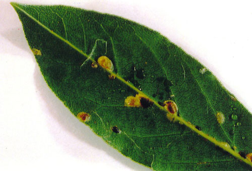 Soft brown scale parasitized